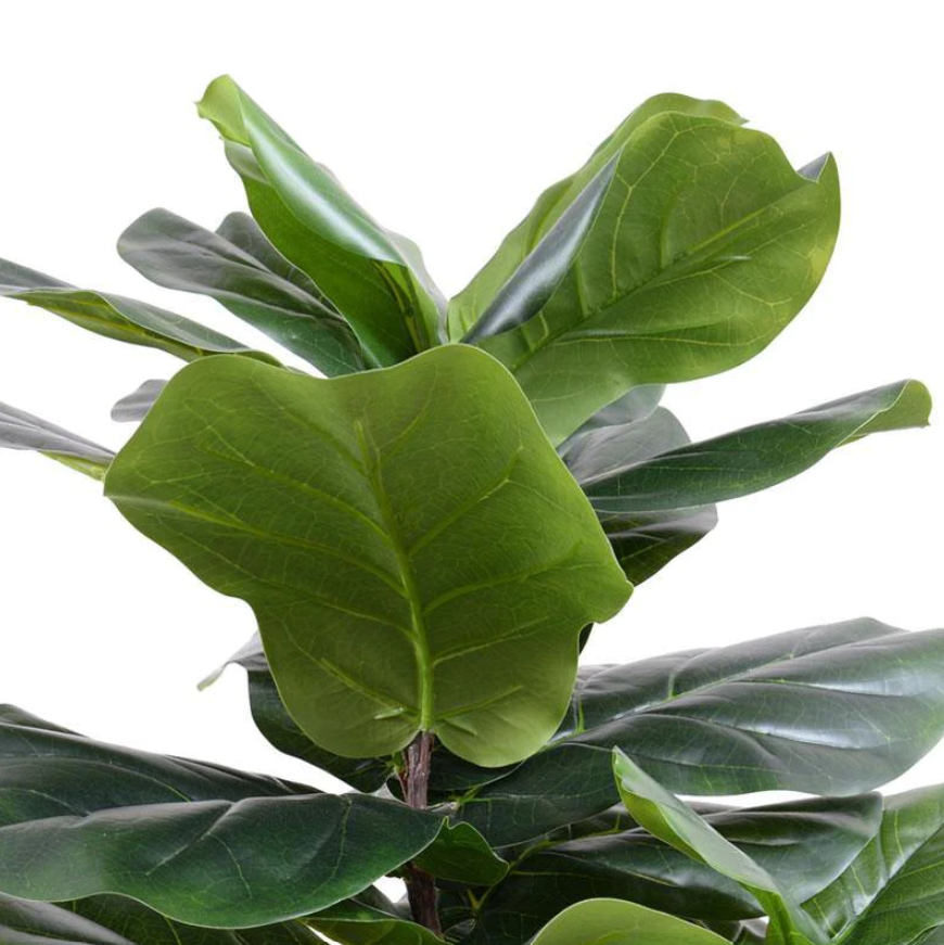 ARTIFICIAL FIDDLE LEAF FIG TREE - 50"