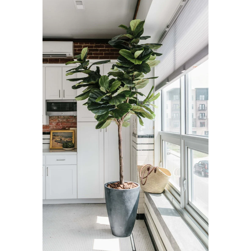 ARTIFICIAL FIDDLE LEAF FIG TREE - 7.5'
