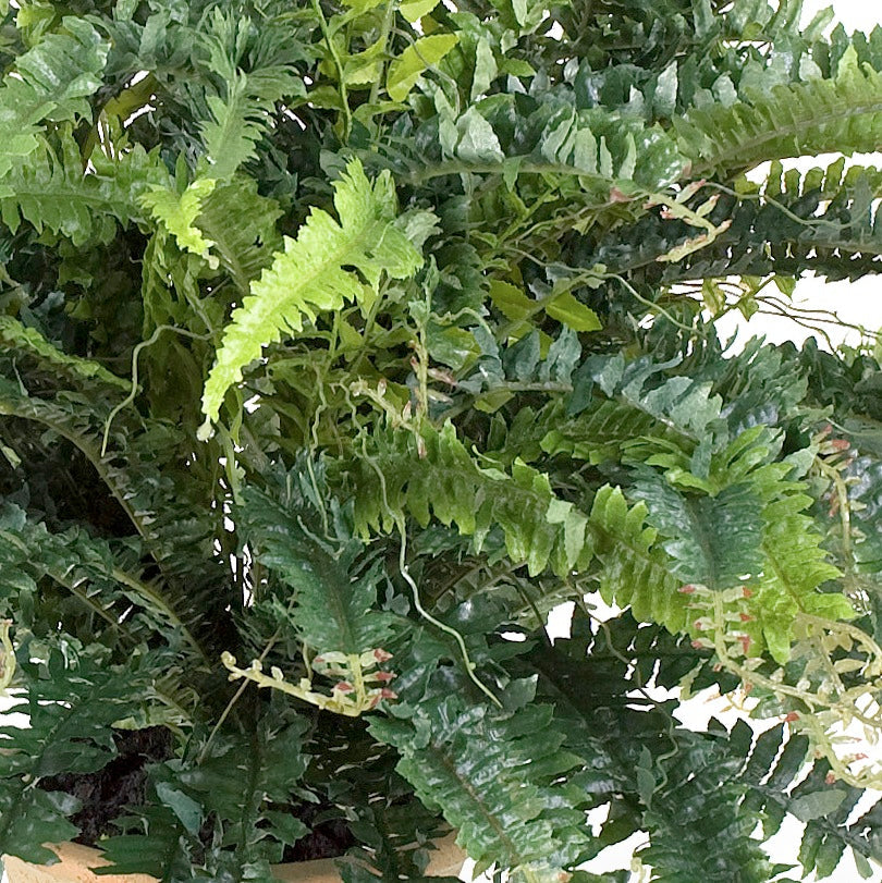 ARTIFICIAL SMALL FOREST FERN