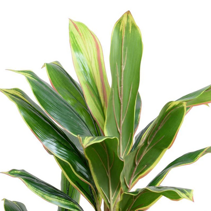 ARTIFICIAL YELLOW/GREEN DRACAENA IN ROUND POT - 52"H